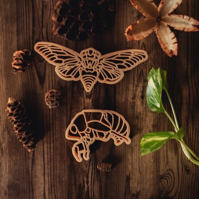 Cicada and Shell Eco Cutter - Kinfolk Pantry - Sticks & Stones Education
