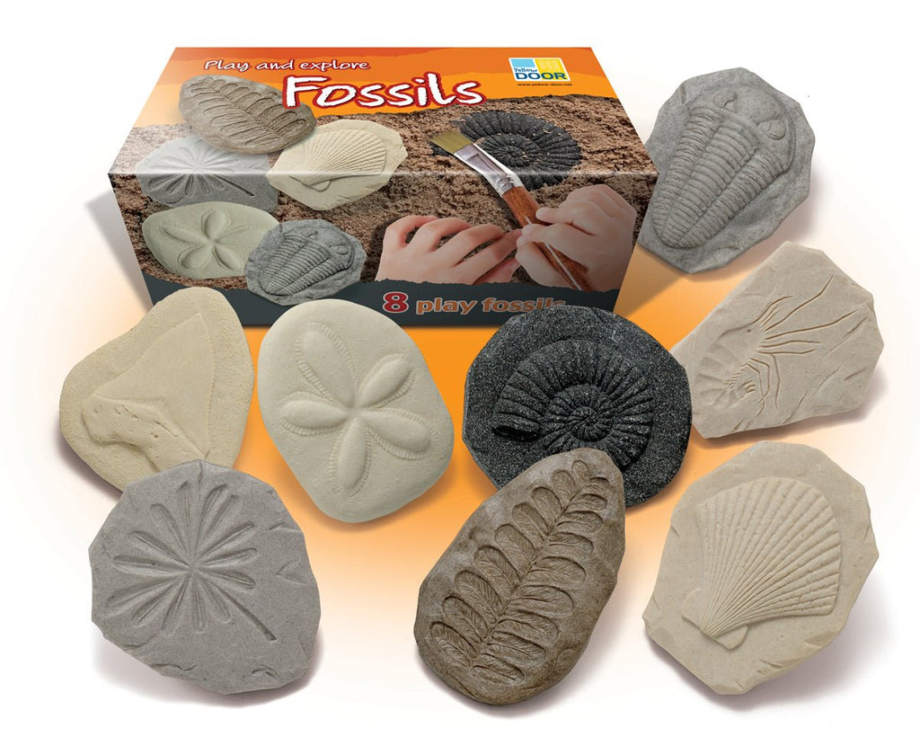 Let's Investigate - Fossils || Yellow Door - Yellow Door - Sticks & Stones Education