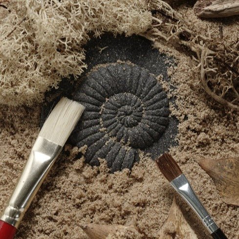Let's Investigate - Fossils || Yellow Door - Yellow Door - Sticks & Stones Education