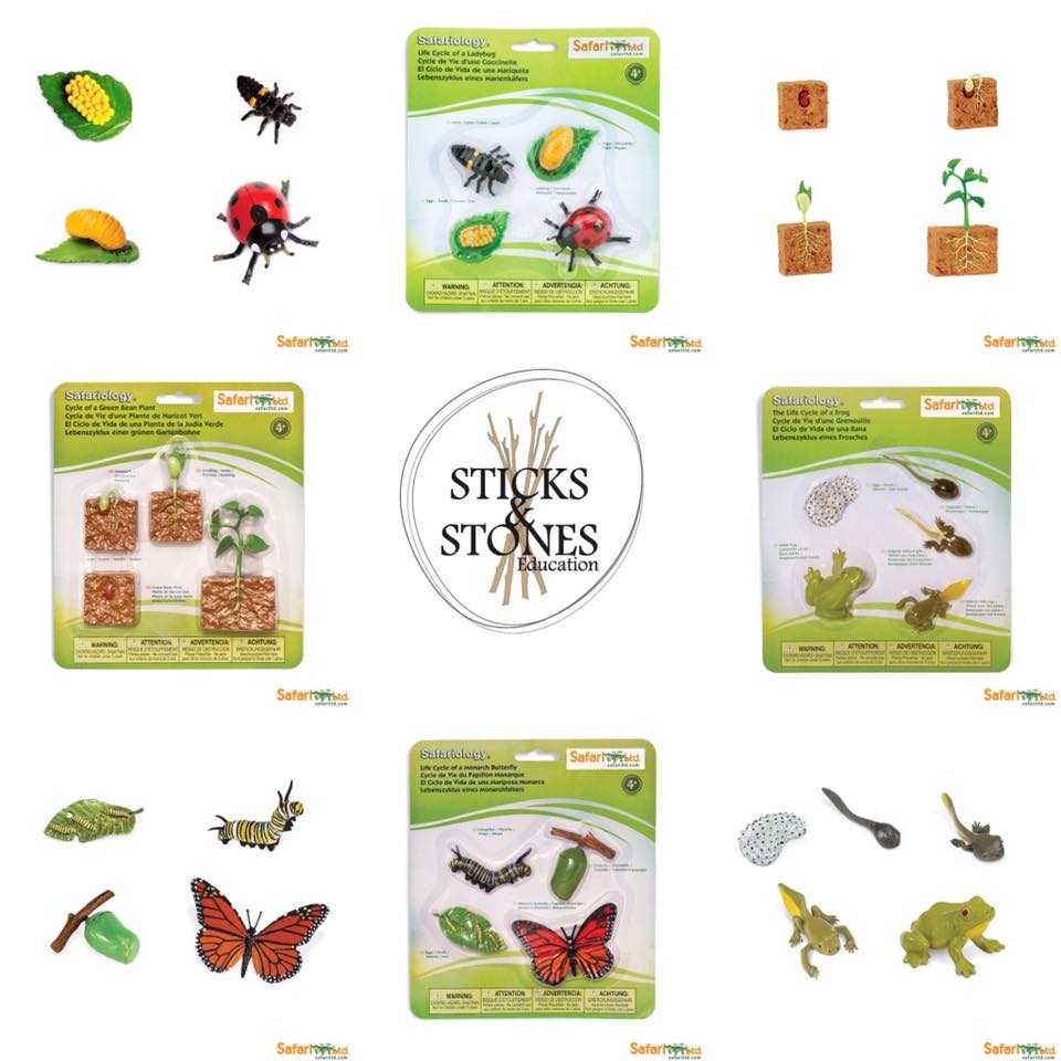 Life Cycle of a Honey Bee - Safari Ltd. - Sticks & Stones Education