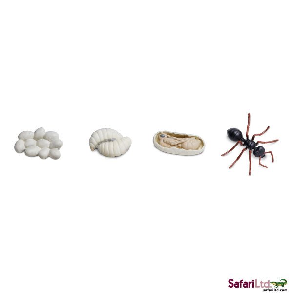 Life Cycle of an Ant - Safari Ltd. - Sticks & Stones Education