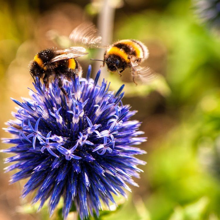 Bugs, Bees, Butterflies, Minibeasts - Sticks & Stones Education