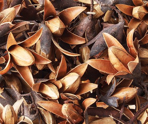 Dried Seedless Flower Pods - Zart Art - Sticks & Stones Education