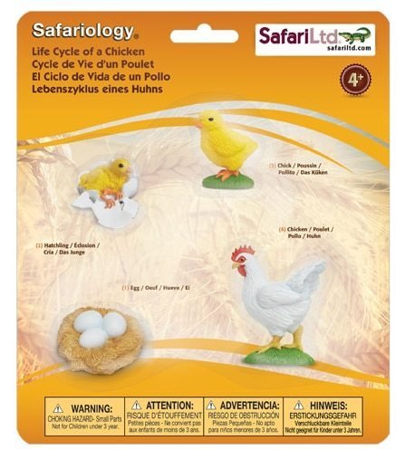 Life Cycle of a Chicken - Safari Ltd. - Sticks & Stones Education
