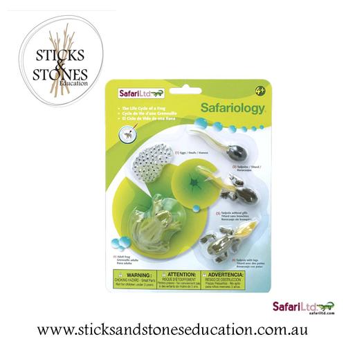 Life Cycle of a Frog - Safari Ltd. - Sticks & Stones Education