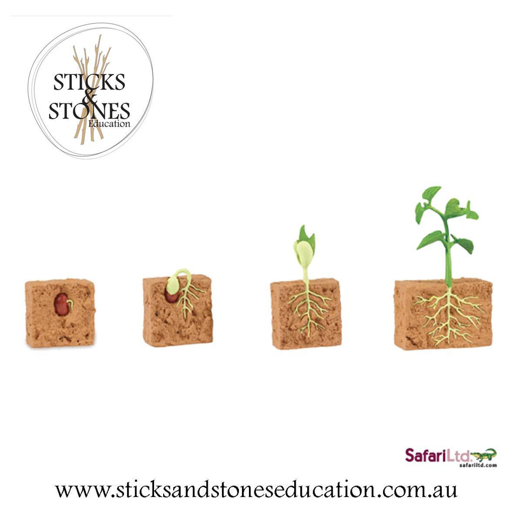 Life Cycle of a Green Bean Plant - Safari Ltd. - Sticks & Stones Education