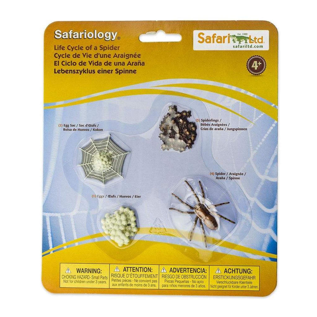 Life Cycle of a Spider - Safari Ltd. - Sticks & Stones Education