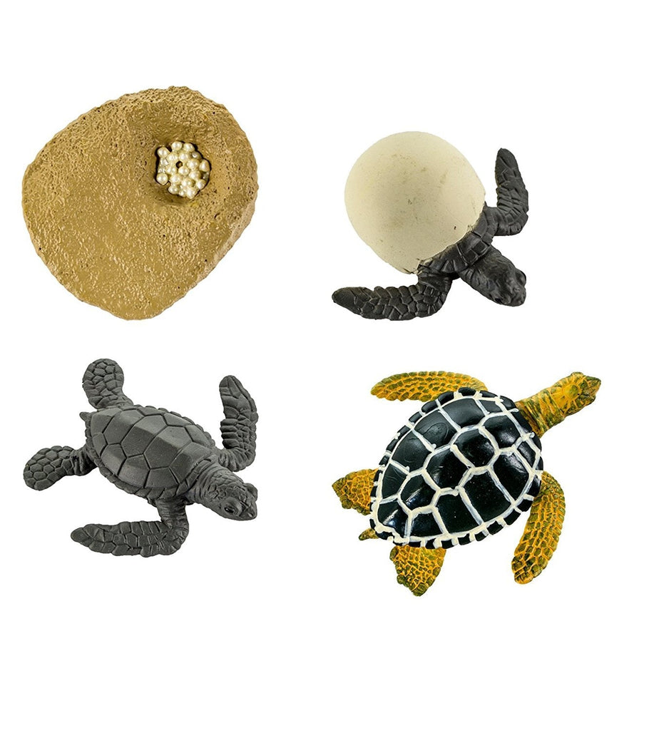 Life Cycle of Green Sea Turtle - Safari Ltd. - Sticks & Stones Education