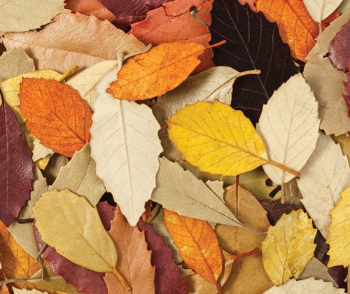 Natural Dried Leaves - Zart Art - Sticks & Stones Education