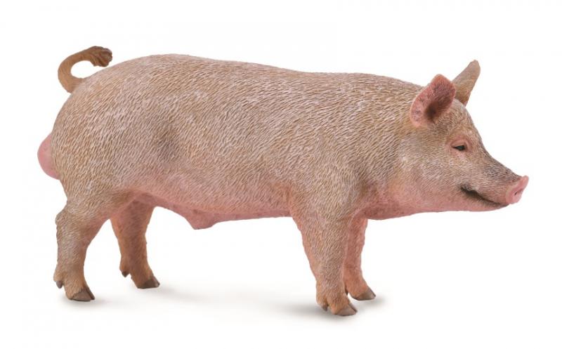 Pig Boar || CollectA - CollectA - Sticks & Stones Education