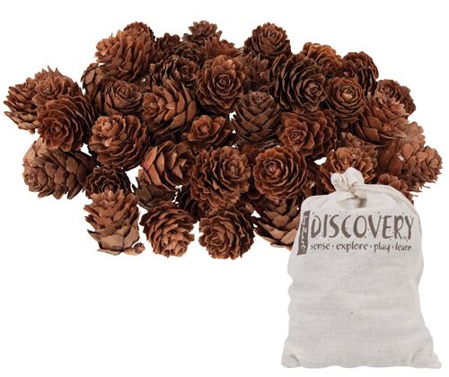 Pine Cones - Mini - Zart Art - Sticks & Stones Education