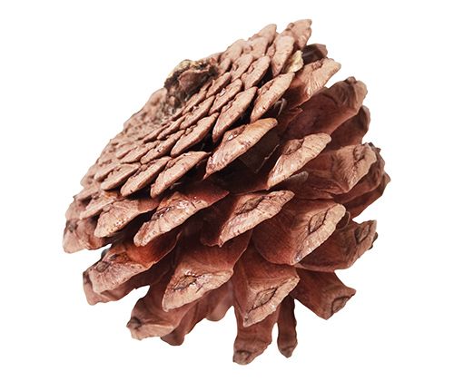 Pine Cones - Zart Art - Sticks & Stones Education