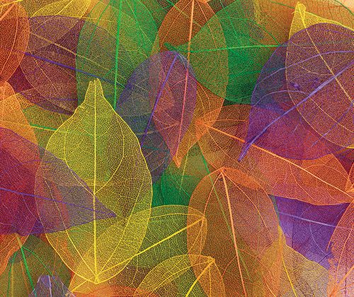 Skeleton Leaves - Coloured - Zart Art - Sticks & Stones Education