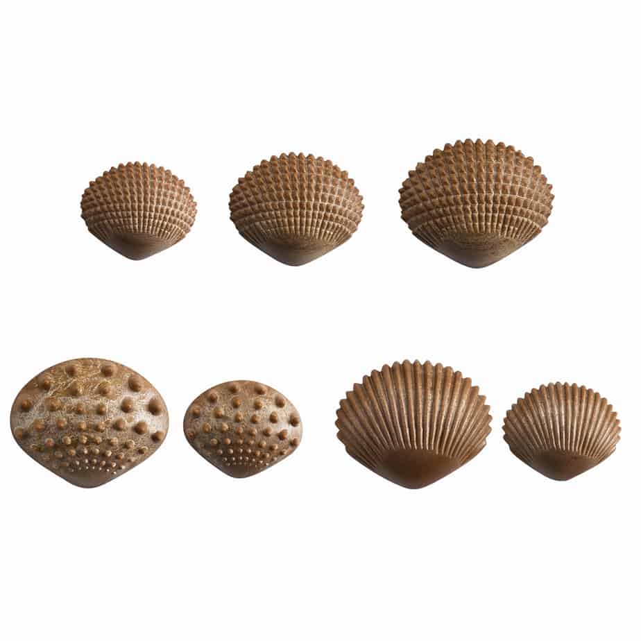 Tactile Shells - EdX Education - Sticks & Stones Education