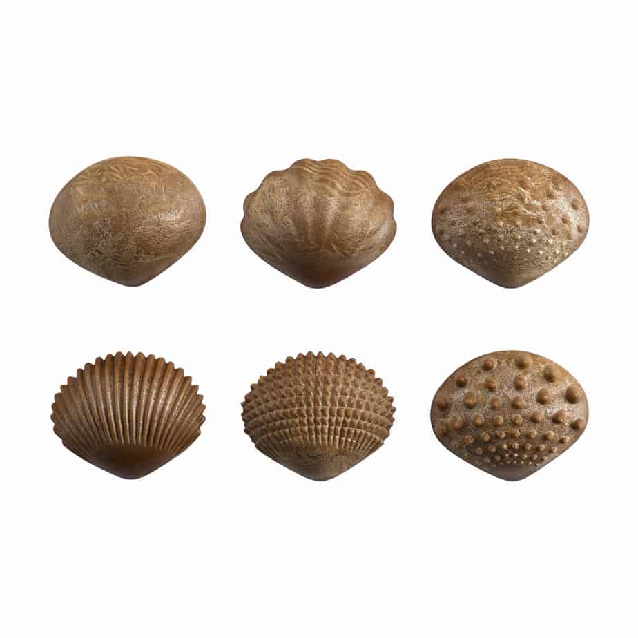 Tactile Shells - EdX Education - Sticks & Stones Education